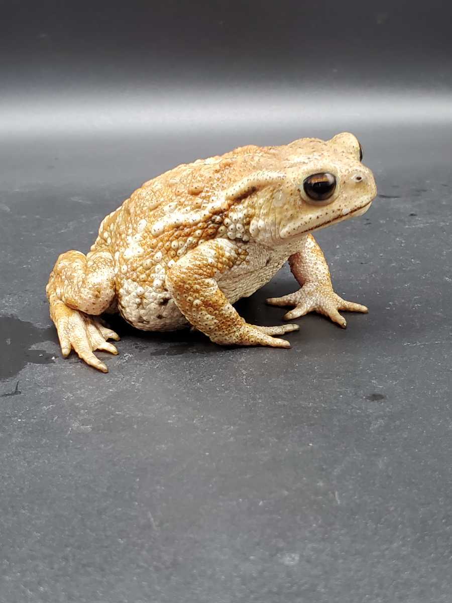 4 ミヤコヒキガエル 8cm ポテポテした体と優しい色の可愛い子です！ 大