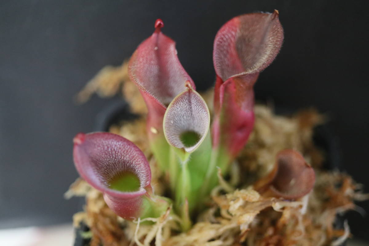 △△△△Heliamphora minor var.pilosa ヘリアンフォラ（ピロサ）食虫