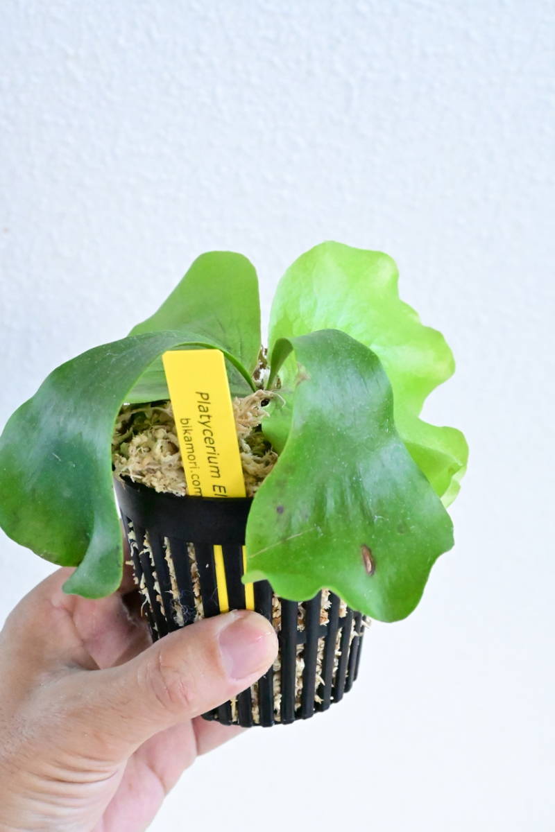 P.Ellisotis (P.ellisii x P.elephantotis)① @bikamori.com 