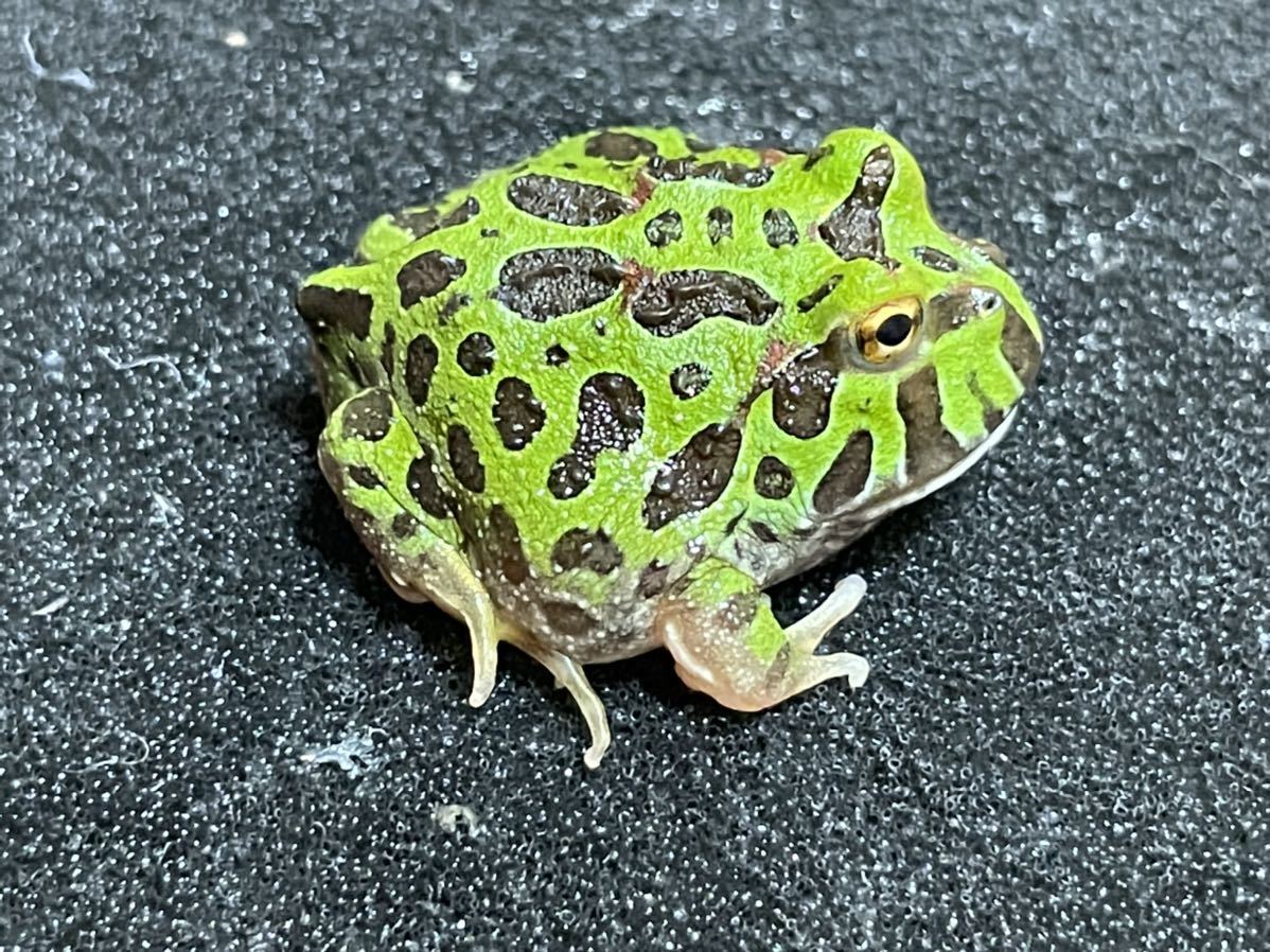 Bears Frog 純血ベルツノガエル オリジナルステッカー付き カエル 売買されたオークション情報 Yahooの商品情報をアーカイブ公開 オークファン Aucfan Com