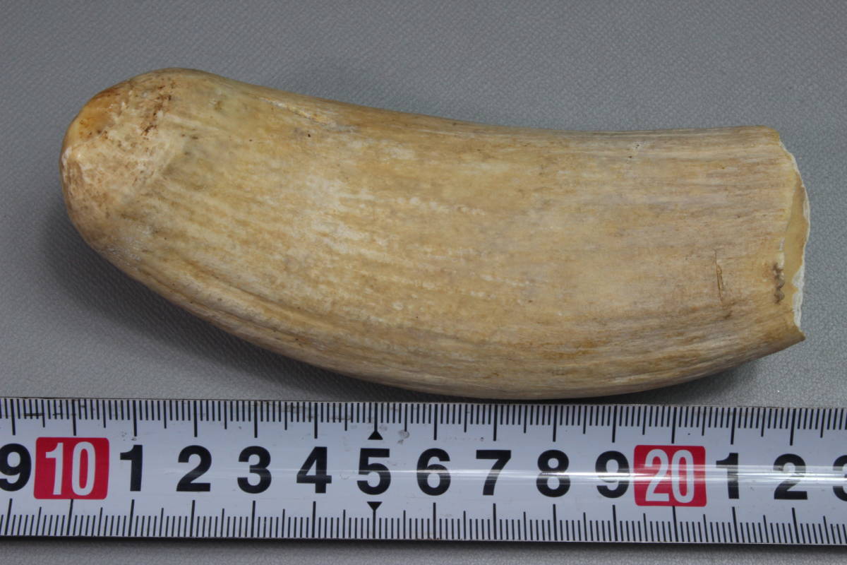 ③ マッコウクジラ 抹香鯨 歯 鯨歯 クジラ歯 希少 一本 重量約249.5g