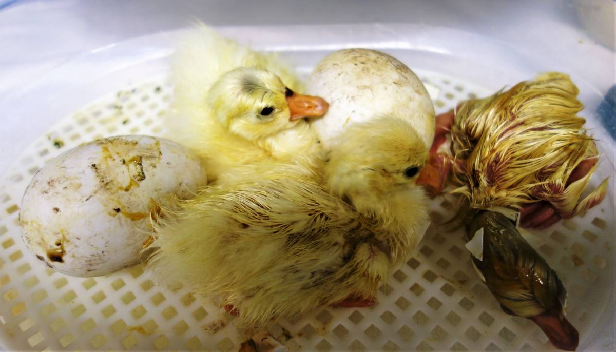 6個入り たまご 常陸大宮市特産品 茨城県行方市 黄身がしっかり濃厚な 