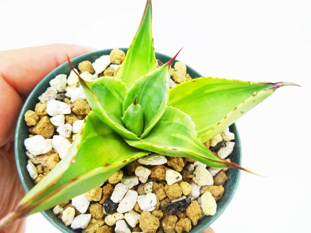 アガベ オバティフォリア キラー Agave [種子] ovatifolia TGH556