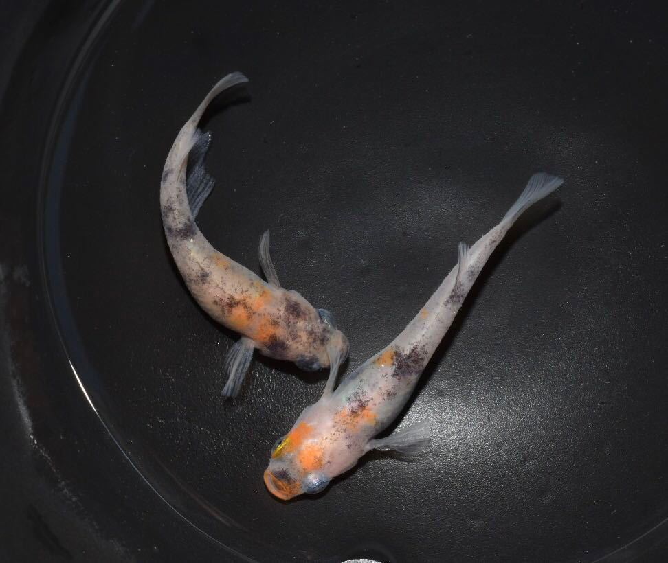 【あんずめだか】桜錦1ペア　非透明鱗三色　現物　めだか ペット、生き物 川魚