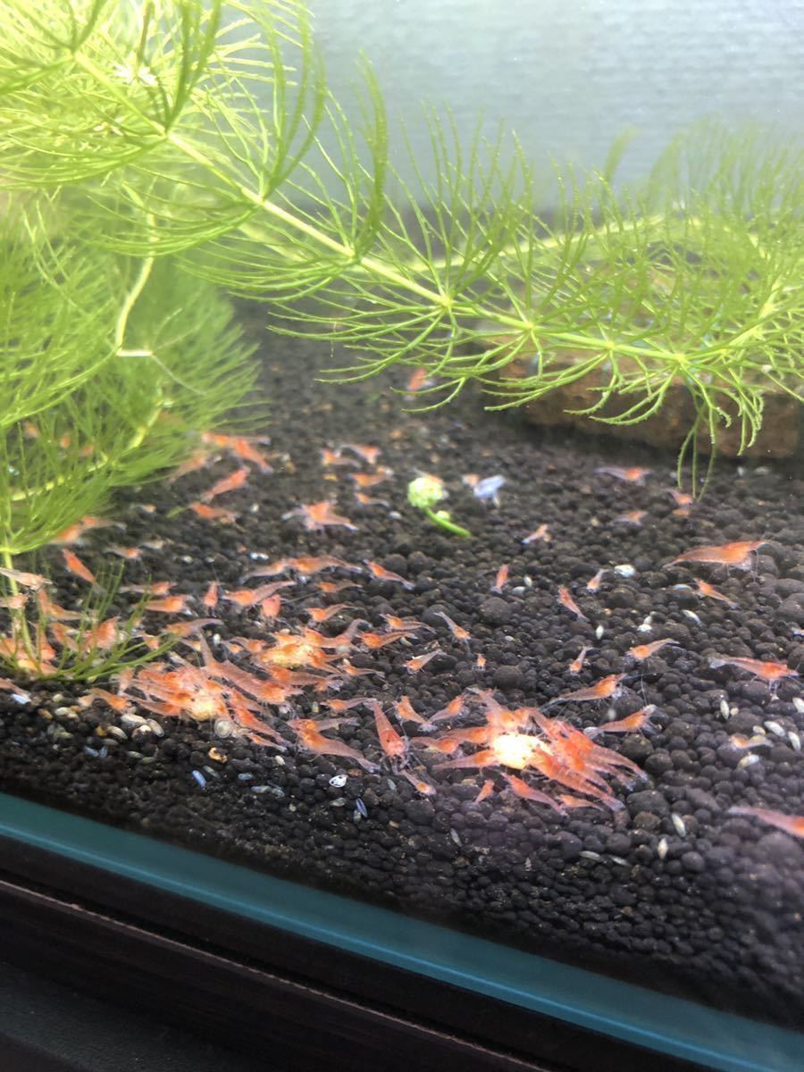 赤いミナミヌマエビ 稚エビ匹 A 赤ミナミヌマエビ えび シュリンプ メダカ 熱帯魚 ビオトープ ヌマエビ 売買されたオークション情報 Yahooの商品情報をアーカイブ公開 オークファン Aucfan Com