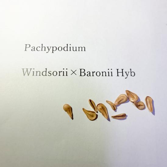  パキポディウム ウィンゾリーXバロニー 交配種 種子 10粒 Pachypodium windsorii x baronii 塊根(サボテン)｜売買されたオークション情報、yahooの商品情報をアーカイブ公開 - オークファン サボテン
