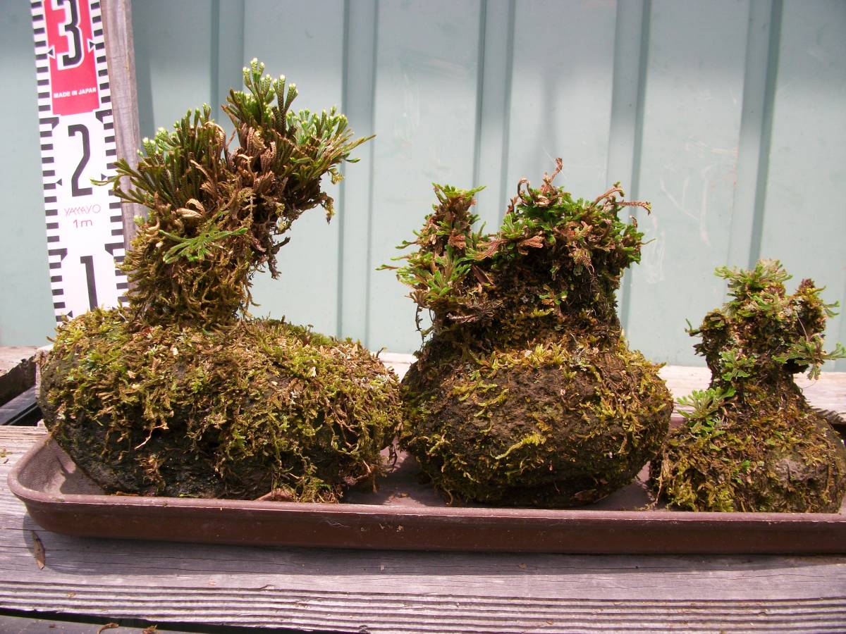 直ぐ苔の付く軽石 軽石着きセッコク 岩松 いわひば しのぶ 杉苔等 ８ 盆栽 売買されたオークション情報 Yahooの商品情報をアーカイブ公開 オークファン Aucfan Com