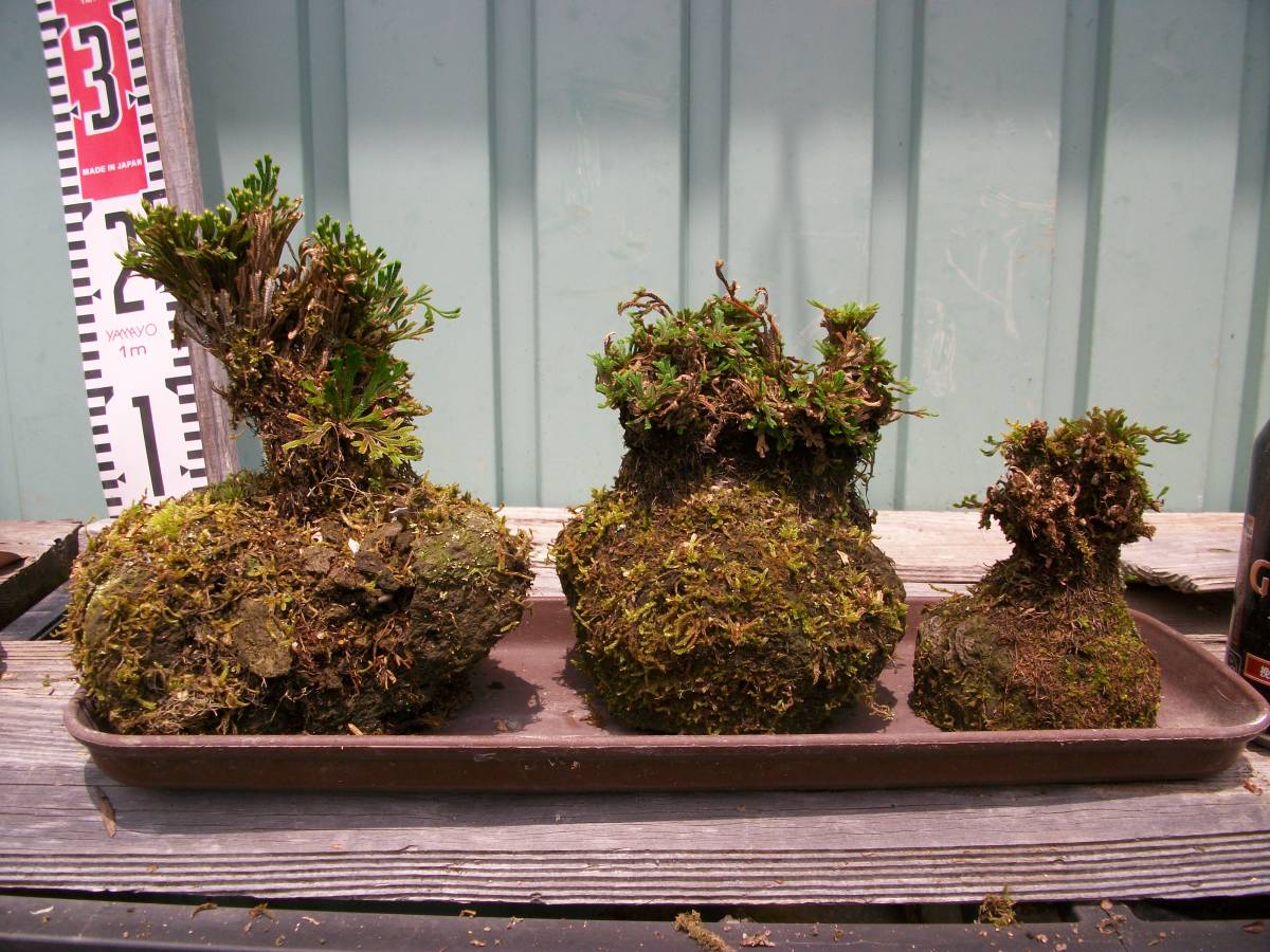 直ぐ苔の付く軽石 軽石着きセッコク 岩松 いわひば しのぶ 杉苔等 ８ 盆栽 売買されたオークション情報 Yahooの商品情報をアーカイブ公開 オークファン Aucfan Com