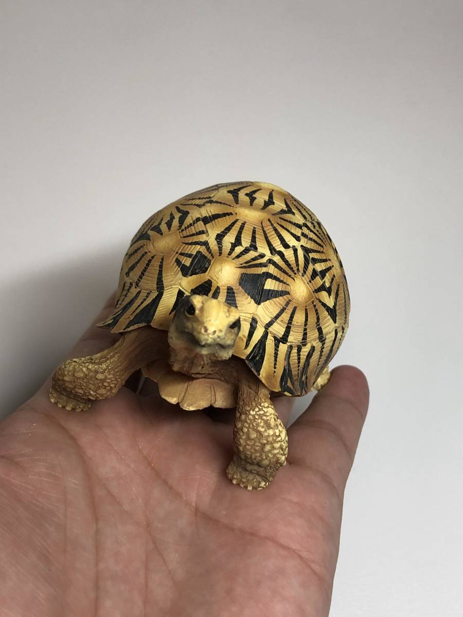 ホウシャガメ 白い フィギュア 大きさ 10cm 生き物 売買されたオークション情報 Yahooの商品情報をアーカイブ公開 オークファン Aucfan Com