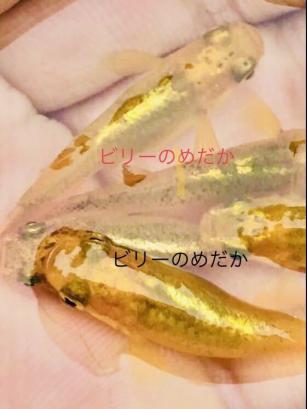 金鱗龍 メダカ 卵 30個 めだか 金 銀 黒 赤 緑 青 紅白 ラメ オーロラ 極 匹 体外光 光 黄 虹 白 黄金 めだか 売買されたオークション情報 Yahooの商品情報をアーカイブ公開 オークファン Aucfan Com