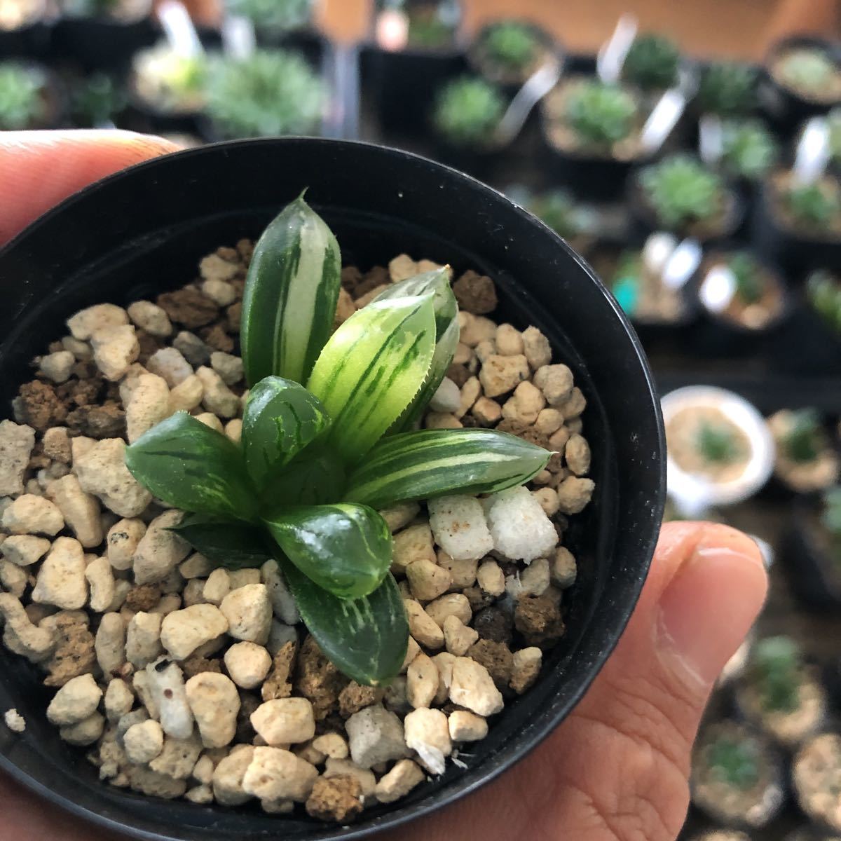 多肉植物 美斑 極上 ハオルチア 花水晶 小苗 約4 5cm 検オブツーサ錦 サボテン 売買されたオークション情報 Yahooの商品情報をアーカイブ公開 オークファン Aucfan Com