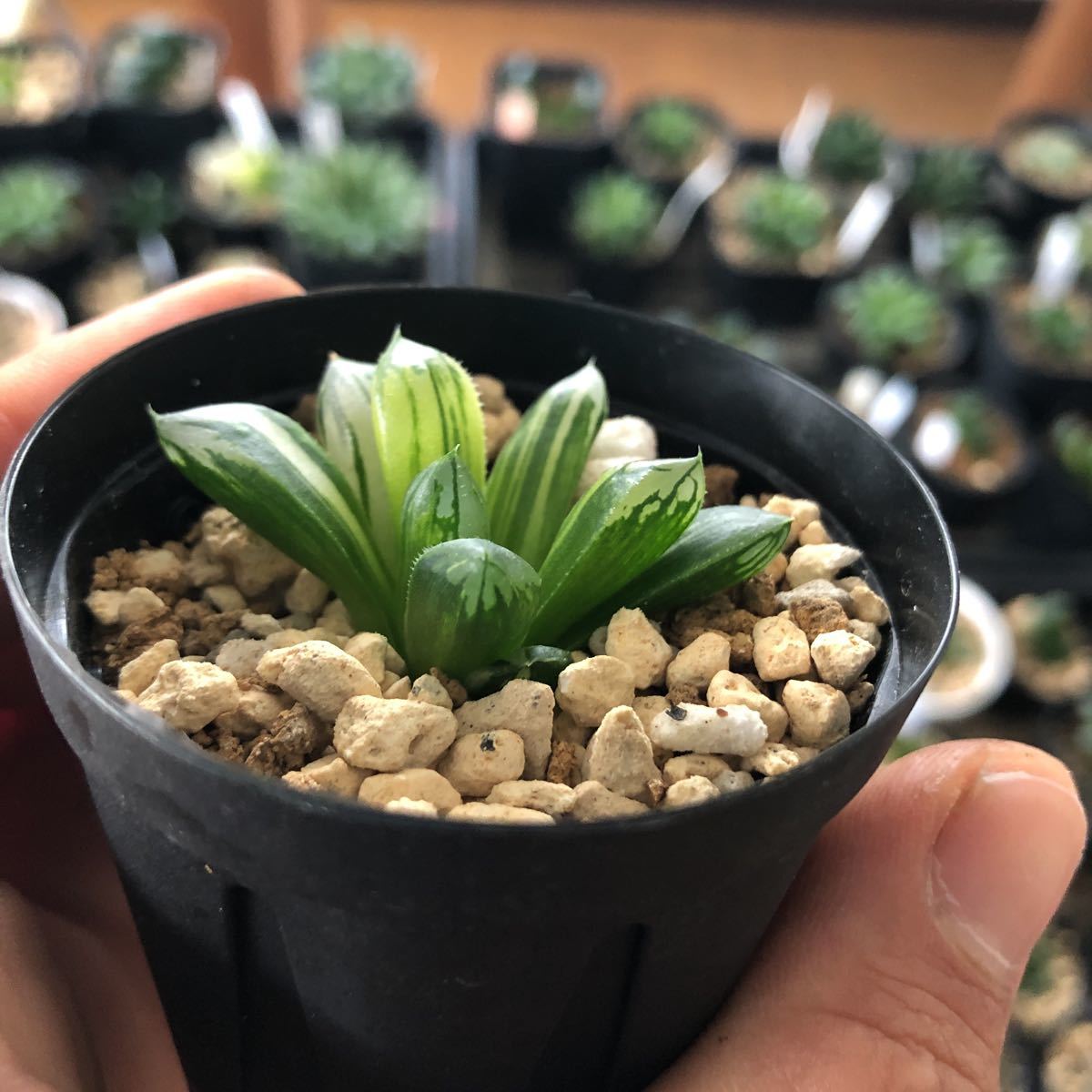 多肉植物 美斑 極上 ハオルチア 花水晶 小苗 約4 5cm 検オブツーサ錦 サボテン 売買されたオークション情報 Yahooの商品情報をアーカイブ公開 オークファン Aucfan Com