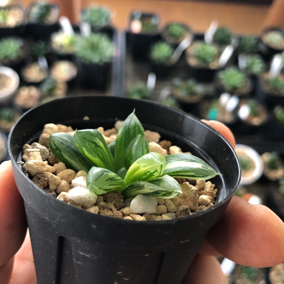 多肉植物 美斑 極上 ハオルチア 花水晶 小苗 約4 5cm 検オブツーサ錦 サボテン 売買されたオークション情報 Yahooの商品情報をアーカイブ公開 オークファン Aucfan Com