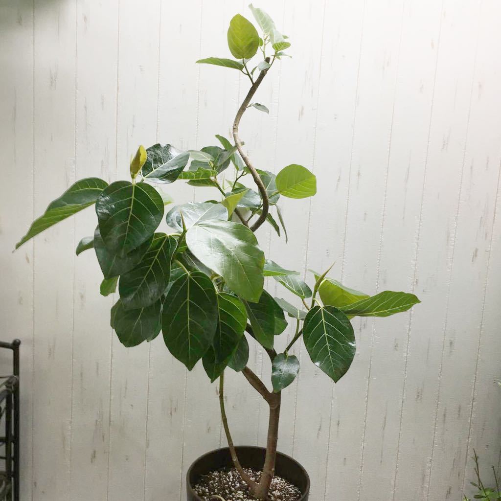 現品 フィカス ゴムの木 グランディス ブラウン 43番 曲がり フィカス