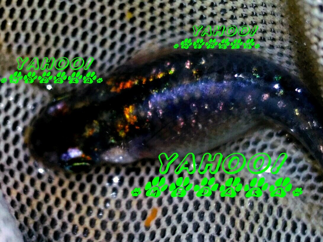 めだか 卵 ５０個 A 合計 約５５個程 スーパー 魔王 改 メダカ ラメ ヒカリ めだか 売買されたオークション情報 Yahooの商品情報をアーカイブ公開 オークファン Aucfan Com