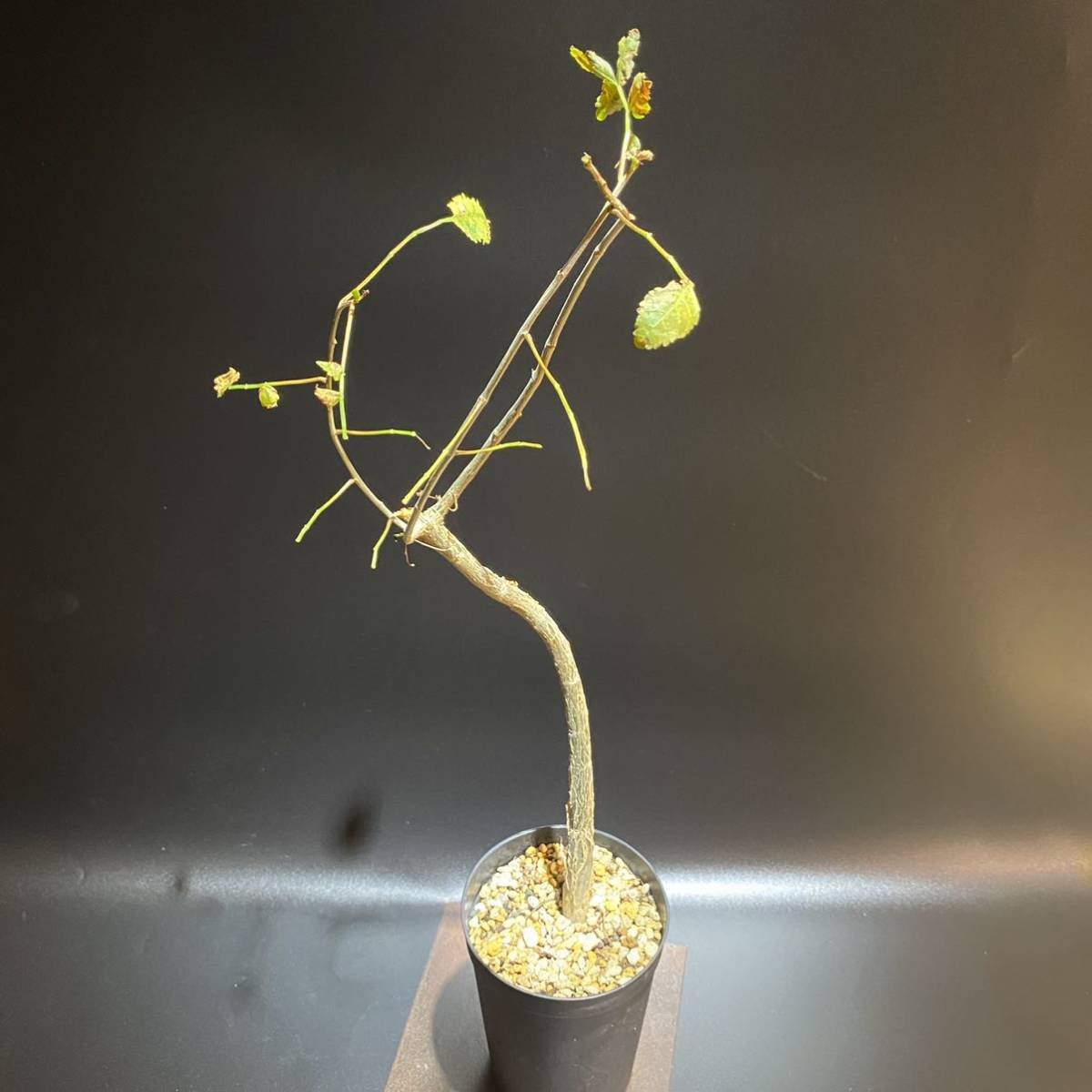 第四種抜苗可 ブルセラ ファガロイデス Bursera Fagaroides パキプス グラキリス パキポディウム アデニウム チレコドン オトンナ Ybfg02 観葉植物 売買されたオークション情報 Yahooの商品情報をアーカイブ公開 オークファン Aucfan Com