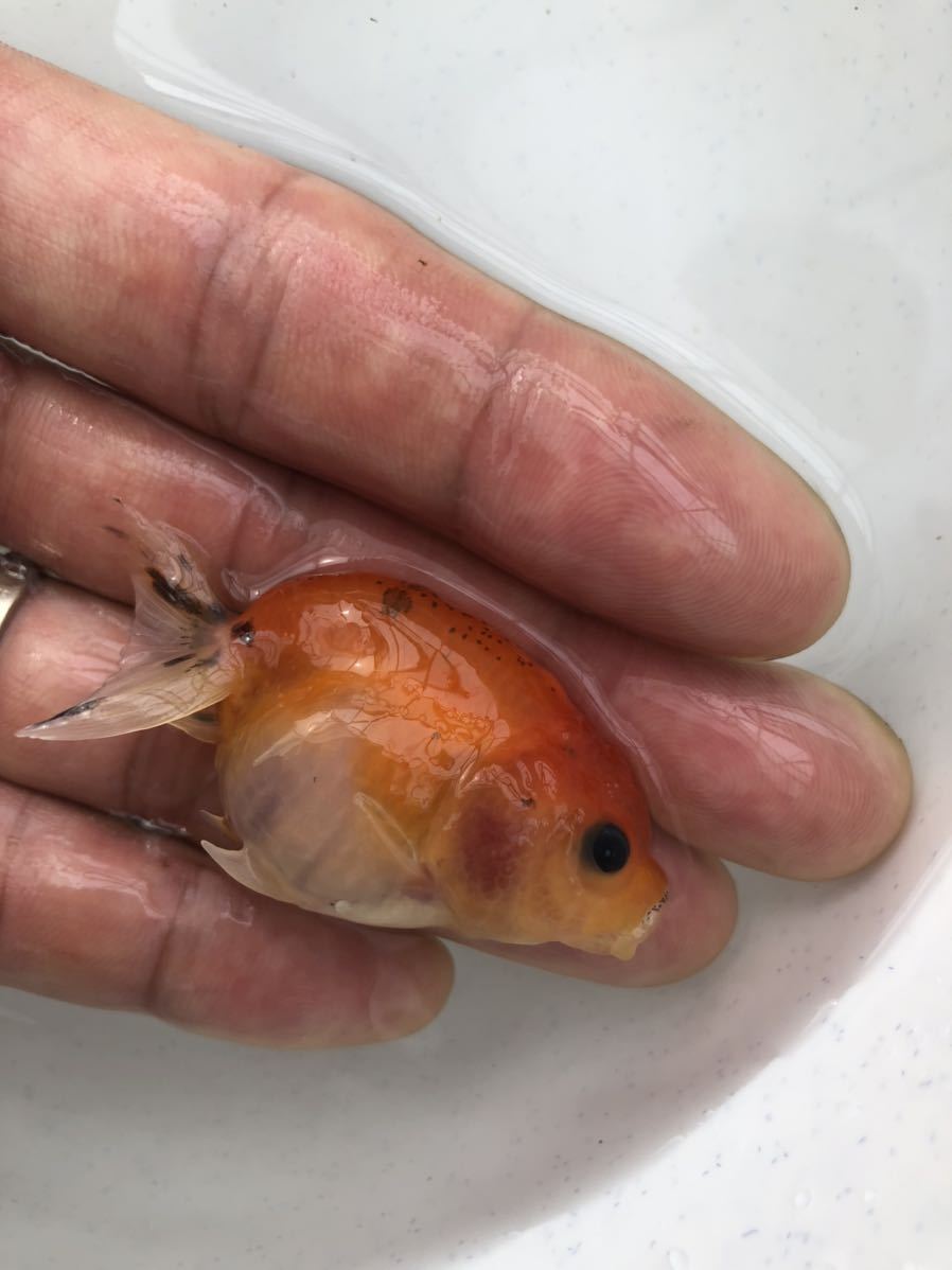 桜錦 江戸錦 らんちゅう 当歳 金魚 売買されたオークション情報 Yahooの商品情報をアーカイブ公開 オークファン Aucfan Com