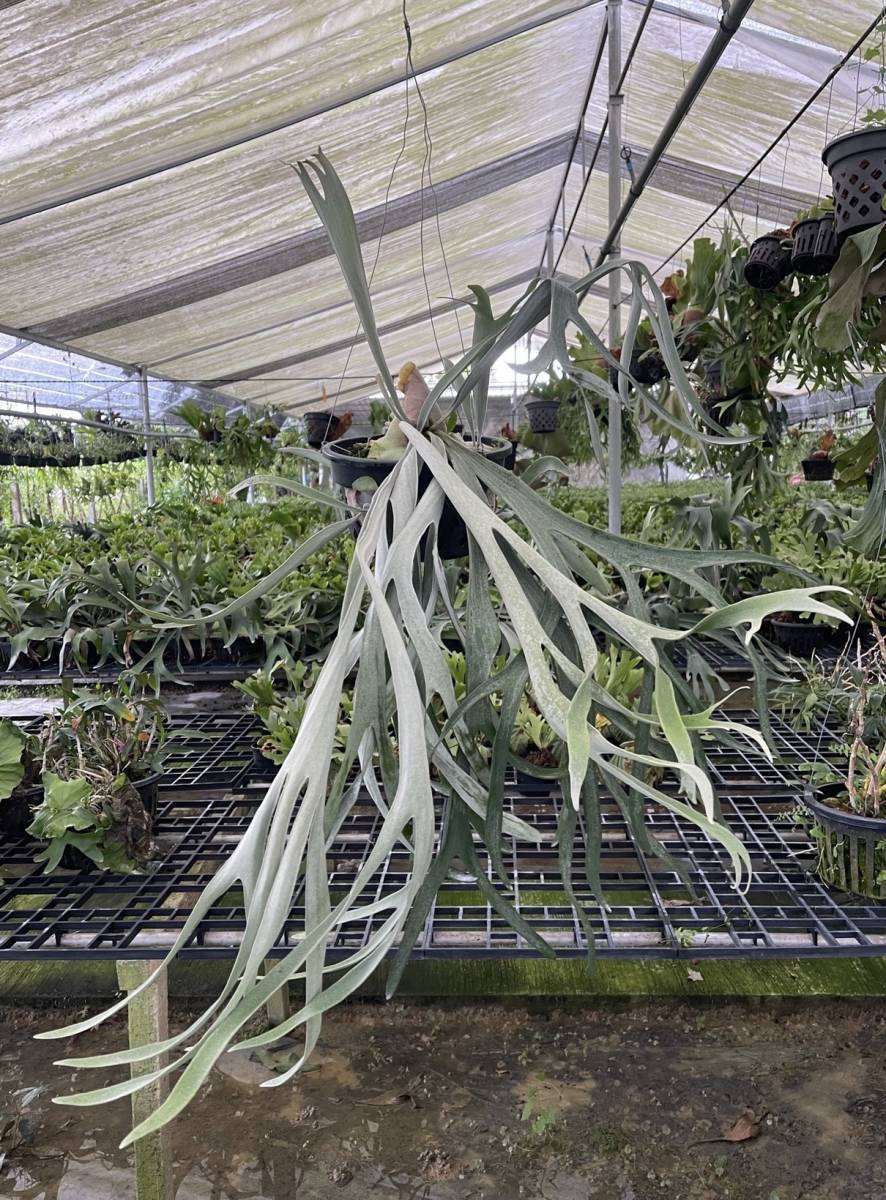 Platycerium Silver Wings (p.willinckii x p.veitchii'Silver Frond