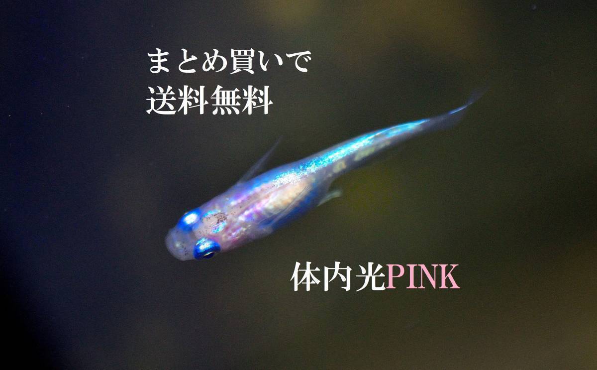 めだか 体内光ピンクメダカ 卵個 A まとめ買い めだか 売買されたオークション情報 Yahooの商品情報をアーカイブ公開 オークファン Aucfan Com めだか 体内光ピンクメダカ 卵個 A まとめ買い めだか 売買されたオークション情報 Yahooの商品情報をアーカイブ公開 オークファン Aucfan Com