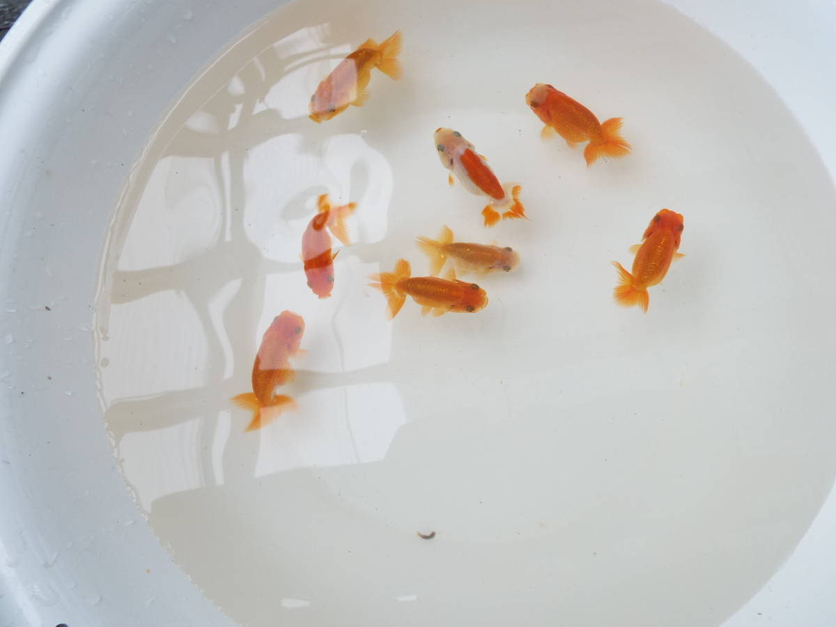 □□ 遠州らんちう 宇野系らんちゅう 当歳魚 面被り等 5匹セット 残り 