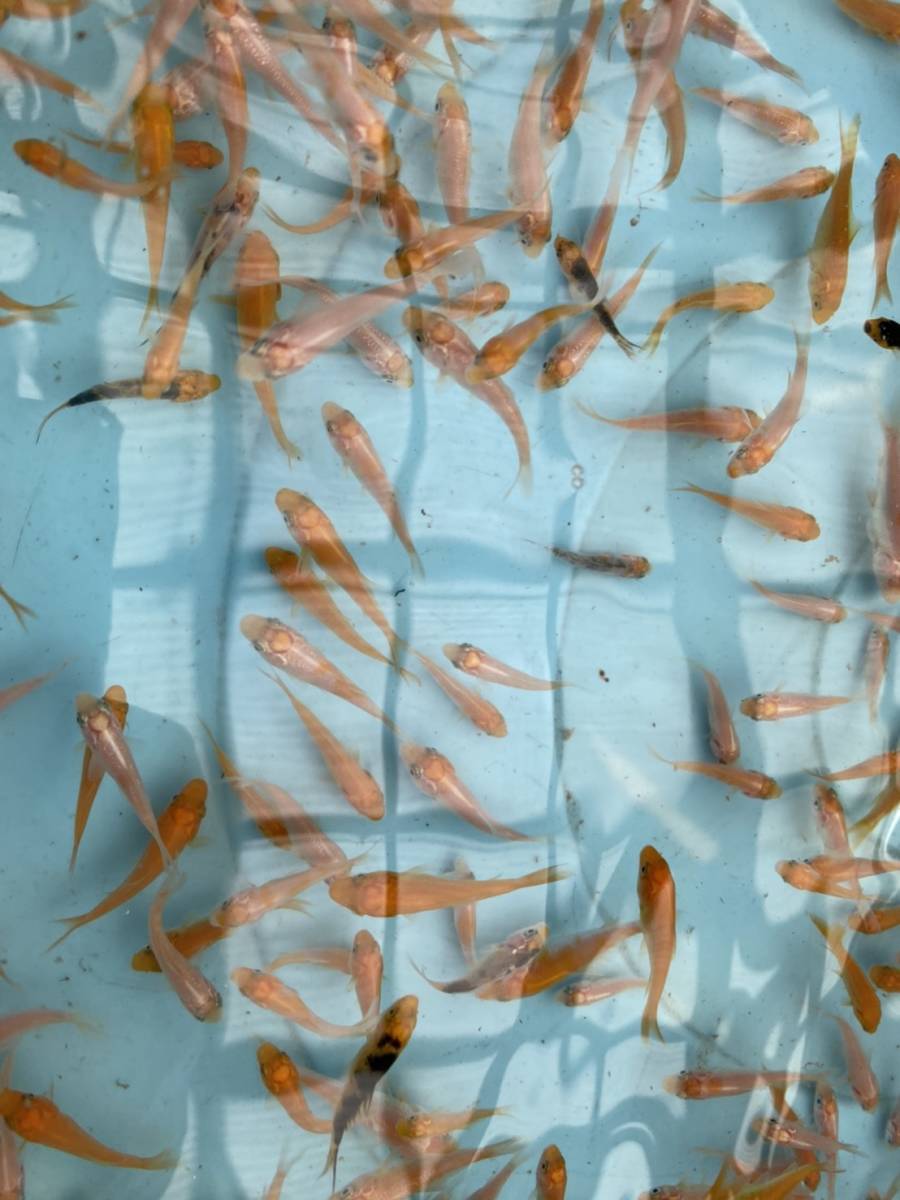 錦鯉 稚魚 紅白 大正 2 4センチ 500尾 錦鯉 売買されたオークション情報 Yahooの商品情報をアーカイブ公開 オークファン Aucfan Com