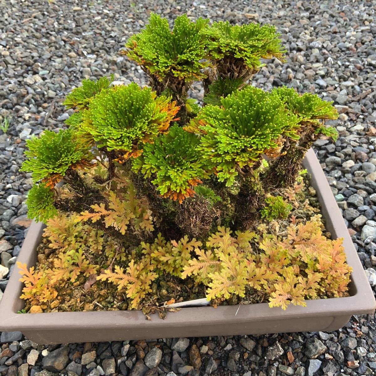 イワヒバ 巻柏 いわひば 玉獅子 盆栽 30cm 盆栽 売買されたオークション情報 Yahooの商品情報をアーカイブ公開 オークファン Aucfan Com