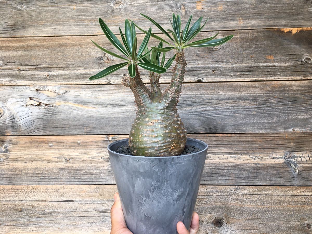 パキポディウム グラキリス コーデックス 塊根植物 多肉植物 発根済 アガベ 売買されたオークション情報 Yahooの商品情報をアーカイブ公開 オークファン Aucfan Com