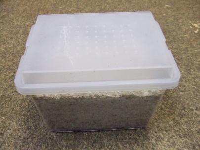 【高品質，2025】 ヒラタケ菌床産卵用 4個(エサ)｜売買されたオークション情報、yahooの商品情報をアーカイブ公開 - オークファン エサ