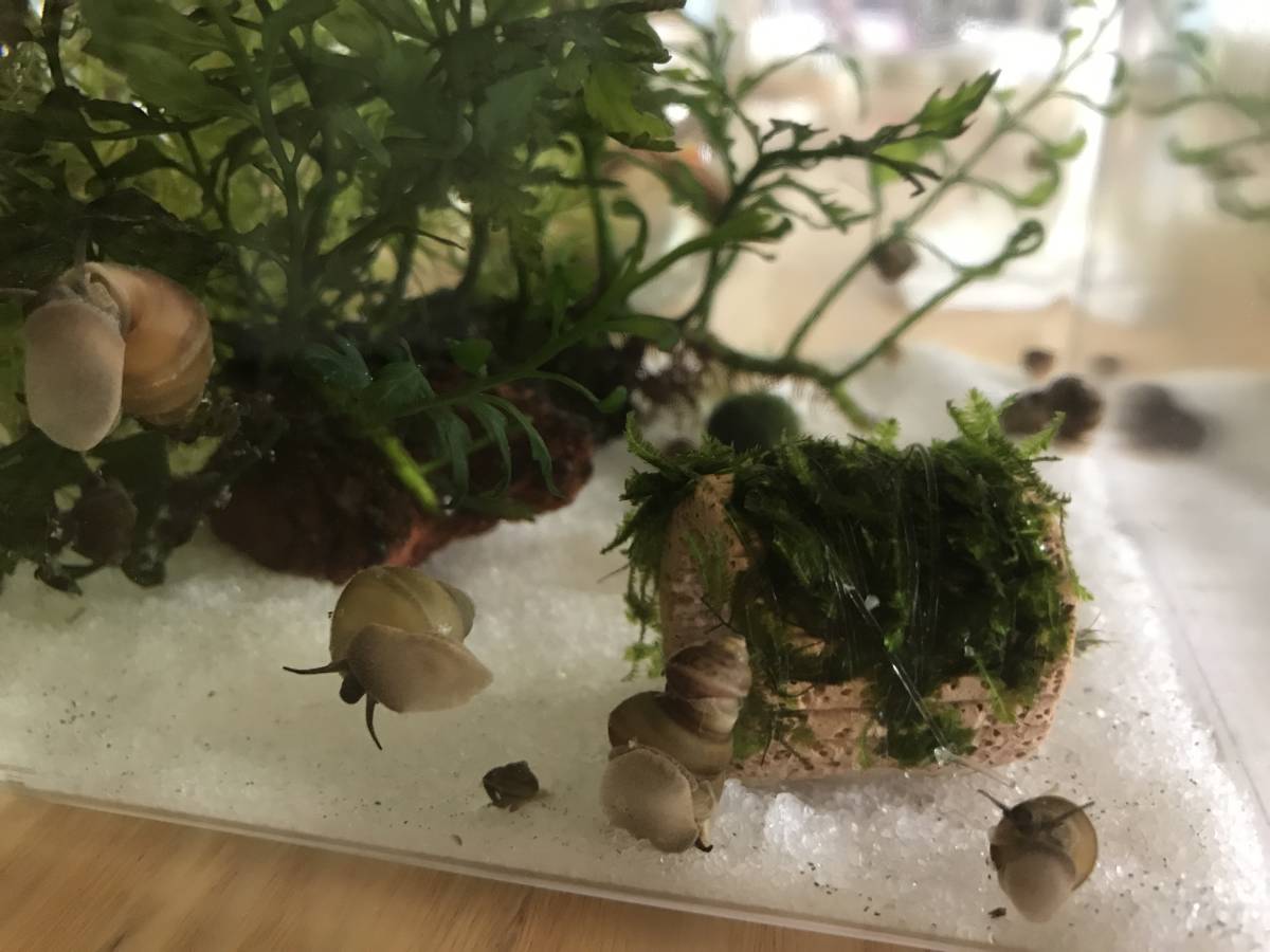 ヒメタニシ5匹+1匹 赤ちゃん～中サイズ とマツモ_1