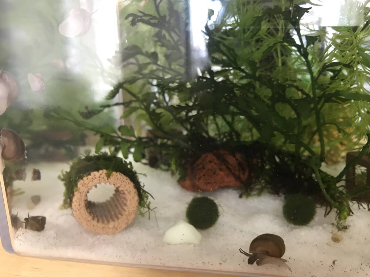 ヒメタニシ5匹+1匹 赤ちゃん～中サイズ とマツモ_2