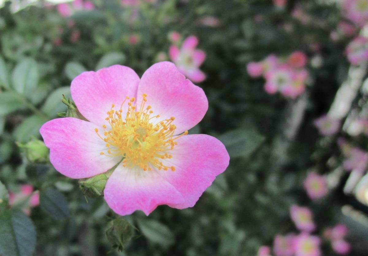 アカバナノイバラ ミヤビ 赤花野茨 雅 ピンクと白の優しい花 29 バラ 売買されたオークション情報 Yahooの商品情報をアーカイブ公開 オークファン Aucfan Com