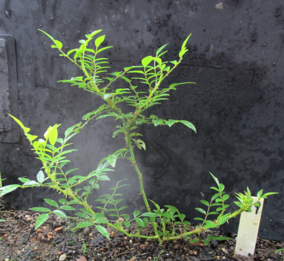 アカバナノイバラ ミヤビ 赤花野茨 雅 ピンクと白の優しい花 29 バラ 売買されたオークション情報 Yahooの商品情報をアーカイブ公開 オークファン Aucfan Com