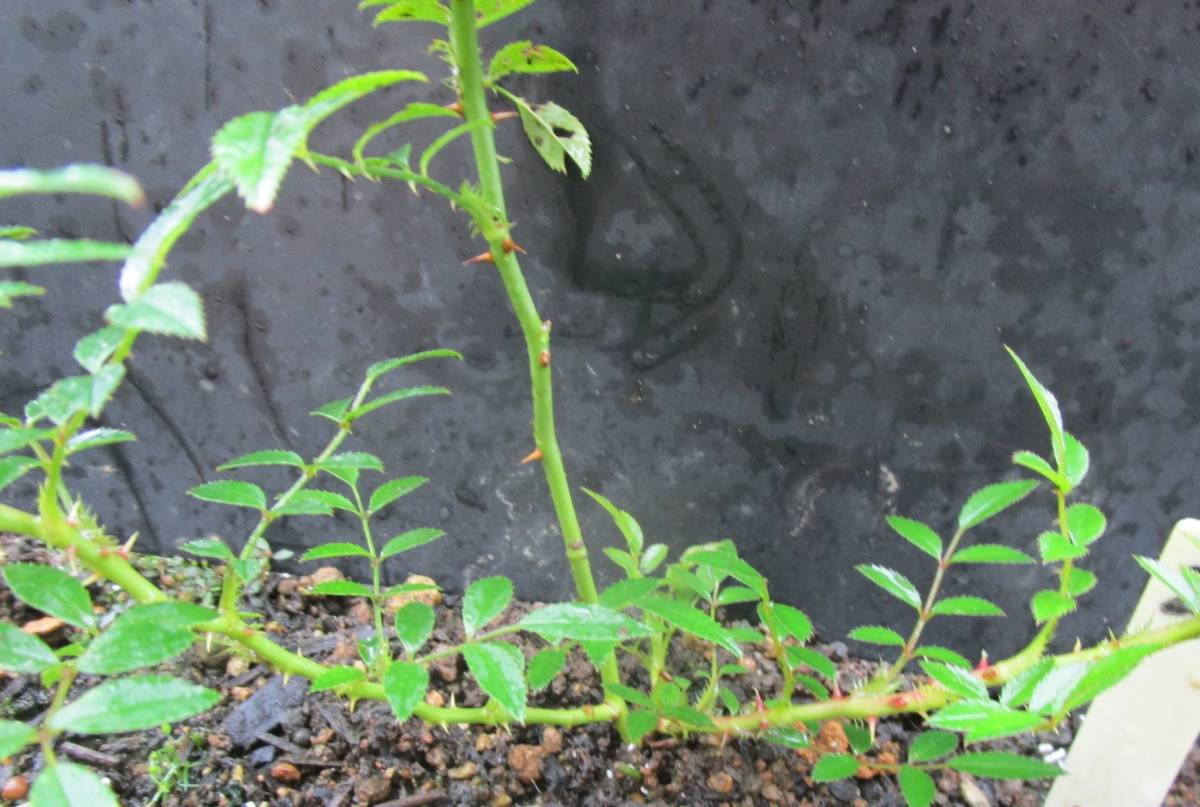 アカバナノイバラ ミヤビ 赤花野茨 雅 ピンクと白の優しい花 29 バラ 売買されたオークション情報 Yahooの商品情報をアーカイブ公開 オークファン Aucfan Com