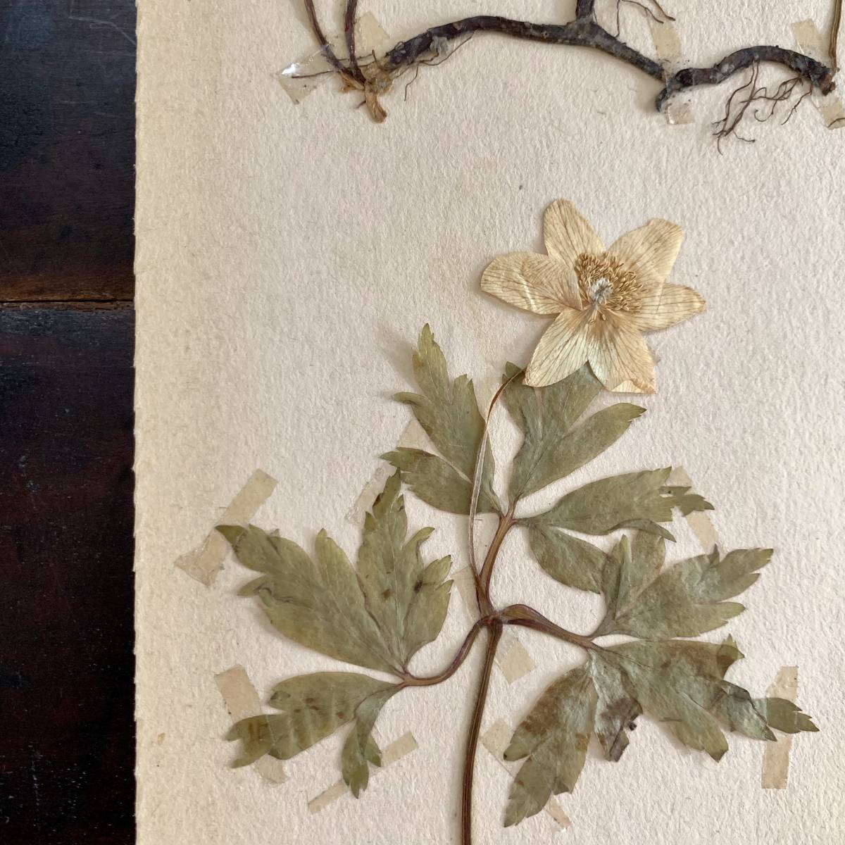 イギリス蚤の市 押し花 植物標本 vitsippa ヴィンテージ アンティーク