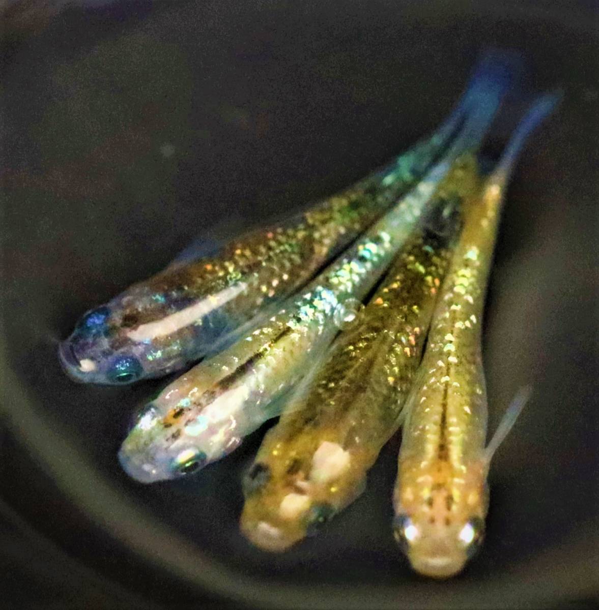現物出品》若魚黄泉極上 オス1+メス2 1ペア めだか 現物