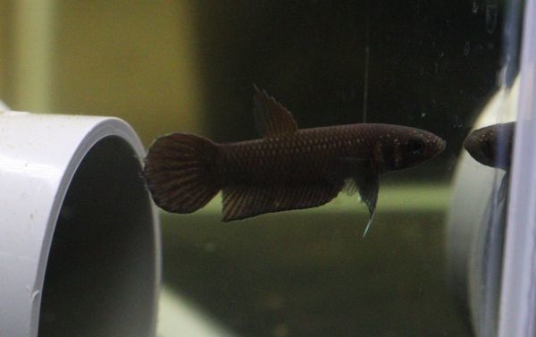 【得価，限定SALE】ワイルドベタ フォーシー タリキリン産 ♂♀ペア 三点落札 betta アクアラボ平安 ベタ(ベタ)｜売買されたオークション情報、yahooの商品情報をアーカイブ公開 - オークファン ベタ