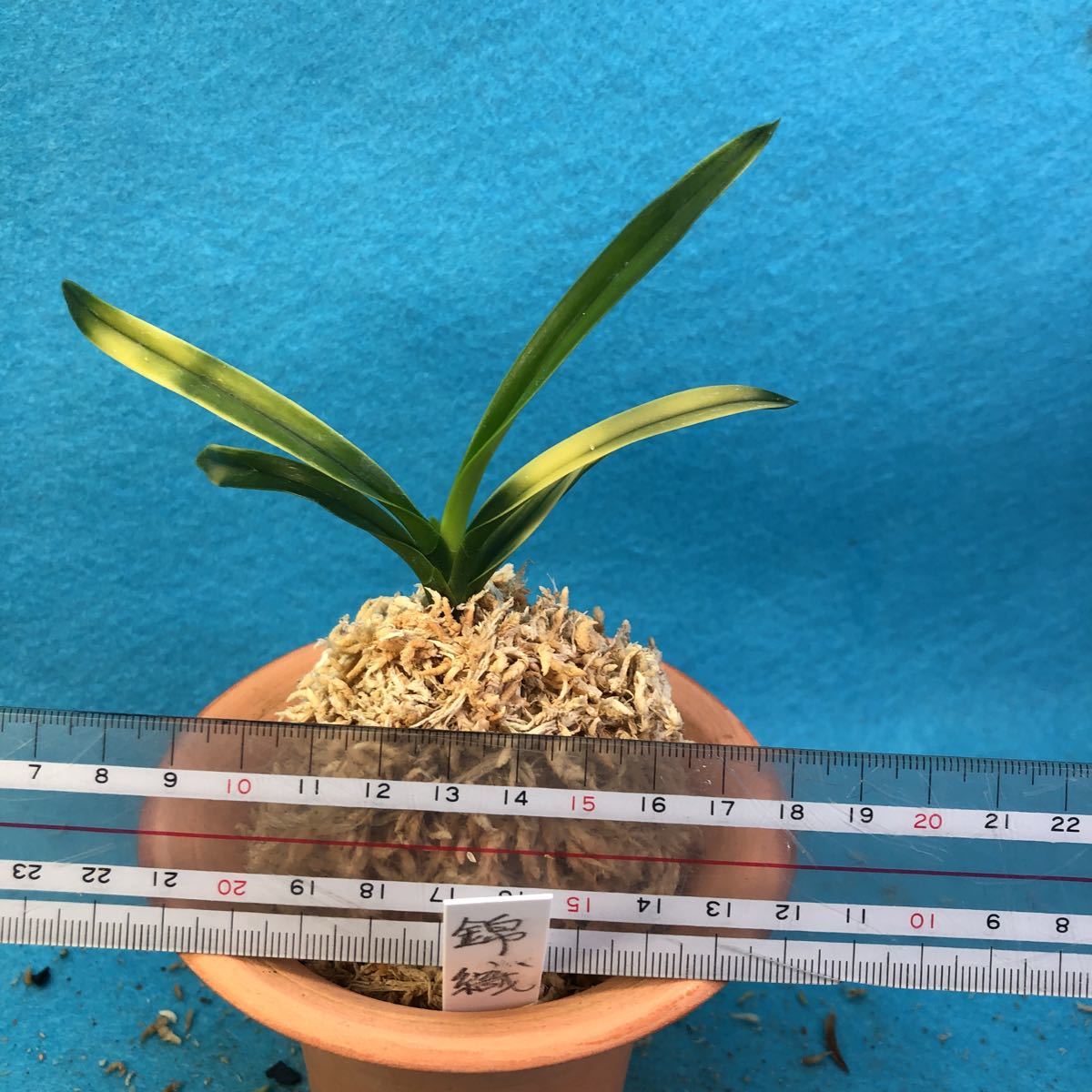 富貴蘭「錦織」2本立ち 富貴蘭の栽培記: 錦織1と錦織2