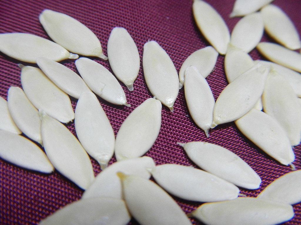 75円 即発送可能 野菜の種 つるあり夏すずみ 年採取 約