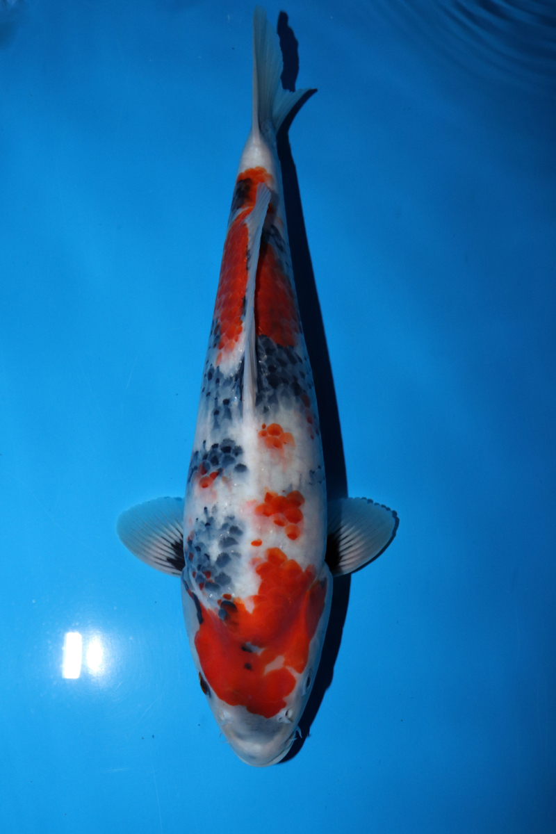 【魚酔】サマーセール2021! 面迫養鯉場産 昭和三色 2020年生 36cm #501