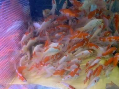 人気のコメット再入荷！！　弥富産　コメット(丹頂、更紗) 大サイズ　約10～13センチ 30匹　AQUALIKE