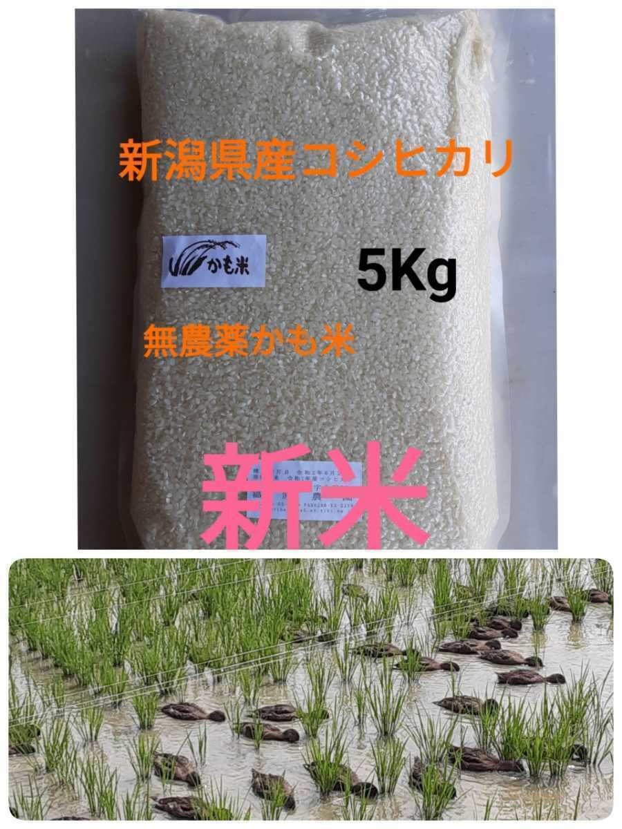 無農薬米新潟県産コシヒカリ5k 極み】5kg 完全無農薬 新潟県産