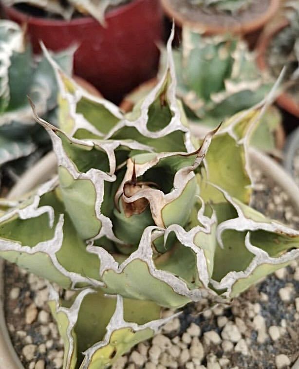 アガベ 曲棘チタノタ③ Fo76 agave titanota 特選タイプ 発根