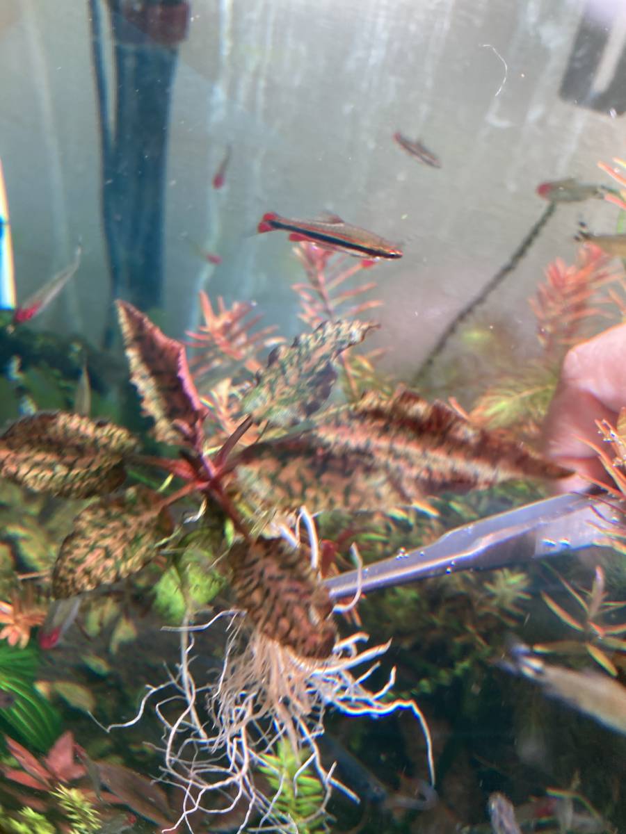 Cryptocoryne nurii Raub | BOMBEROSLATACUNGA.GOB.EC