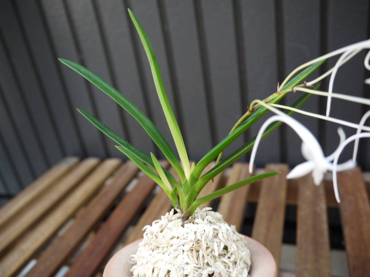 【♪残暑御見舞商品♪】富貴蘭　金牡丹（備前） 富貴蘭 富貴蘭灯籠牡丹 - | : 富貴蘭の灯籠牡丹です。新葉が白で伸び