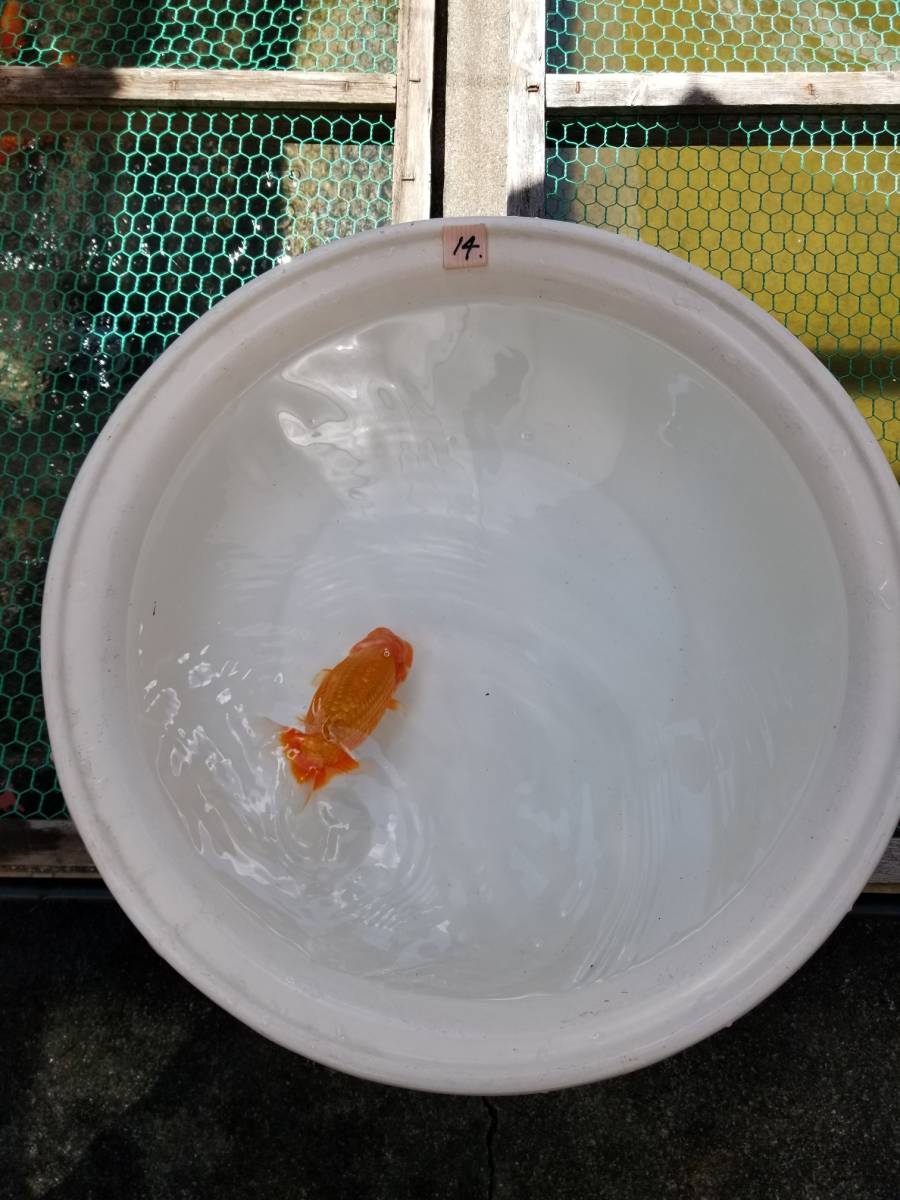 セール，爆買い 二歳魚14 上物(らんちゅう)｜売買されたオークション情報、yahooの商品情報をアーカイブ公開 - オークファン らんちゅう