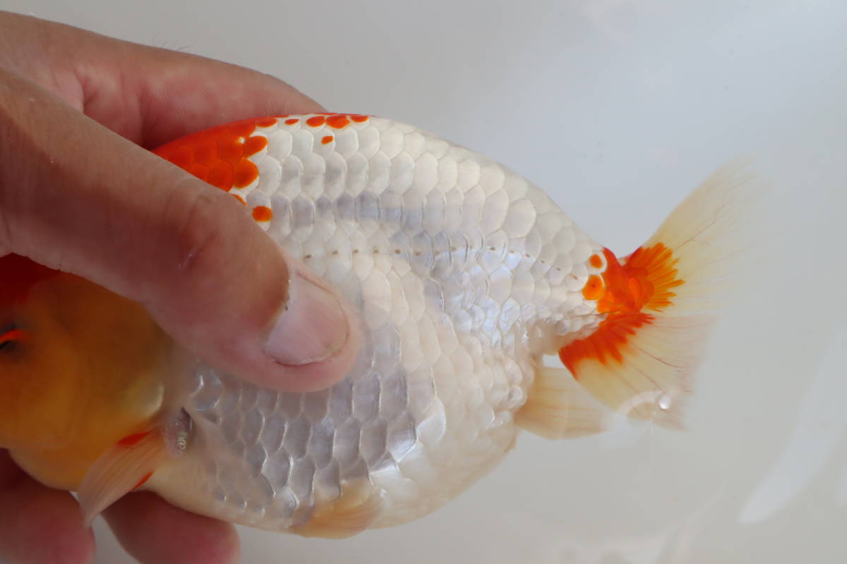 丸長 極上個体 静岡県 有名ブリーダー作出魚 二歳魚 18 オス らんちゅう 売買されたオークション情報 Yahooの商品情報をアーカイブ公開 オークファン Aucfan Com 丸長 極上個体 静岡県 有名ブリーダー作出魚 二歳魚 18 オス らんちゅう 売買されたオークション情報 Yahooの商品情報をアーカイブ公開 オークファン Aucfan Com