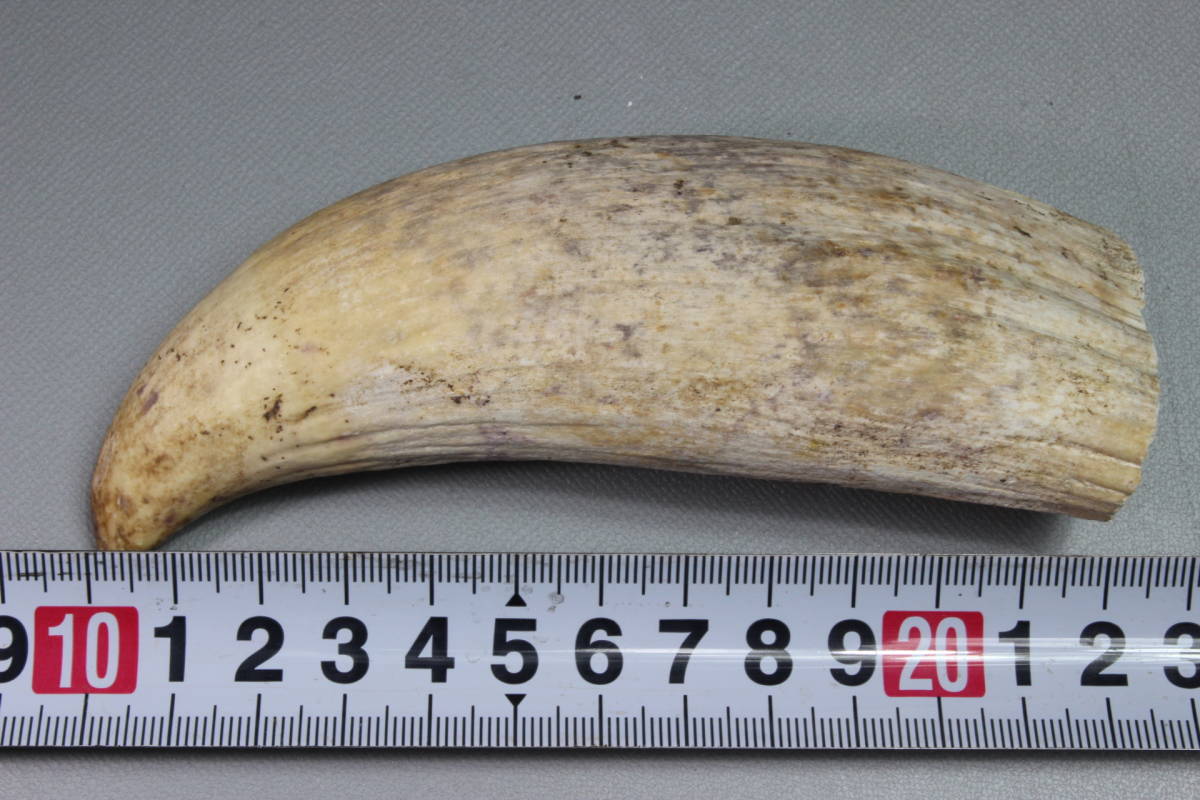  ⑩ マッコウクジラ 抹香鯨 歯 鯨歯 クジラ歯 一本 重量約189.5g / 根付 印材 標本 ルアー 彫刻材料 印鑑 パイプ(科学、自然)｜売買されたオークション情報、yahooの商品情報をアーカイブ公開 - その他