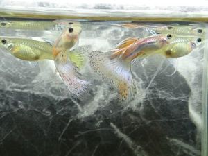 グッピーのヤフオク の相場 価格を見る ヤフオク のグッピーのオークション売買情報は1 616件が掲載されています