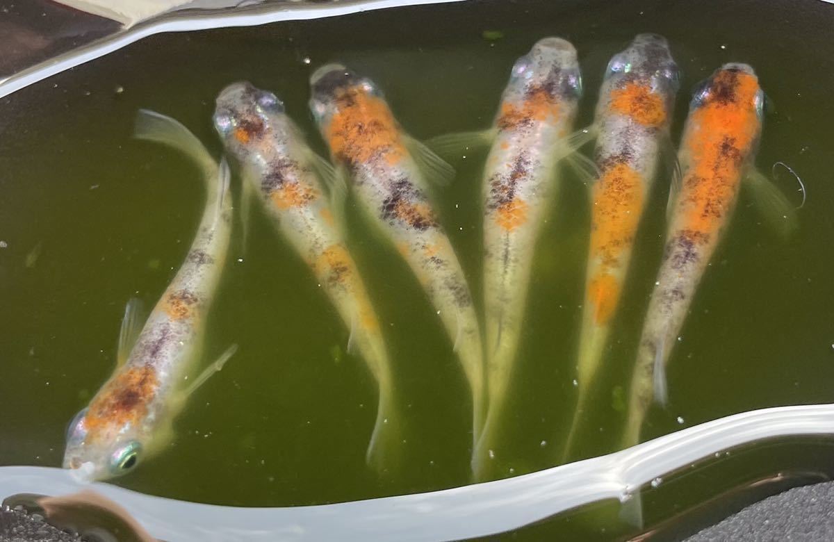 初心者おすすめ マニュアル付き 雲州三色メダカの卵35個 A メダカ めだか 卵 ー めだか 売買されたオークション情報 Yahooの商品情報をアーカイブ公開 オークファン Aucfan Com