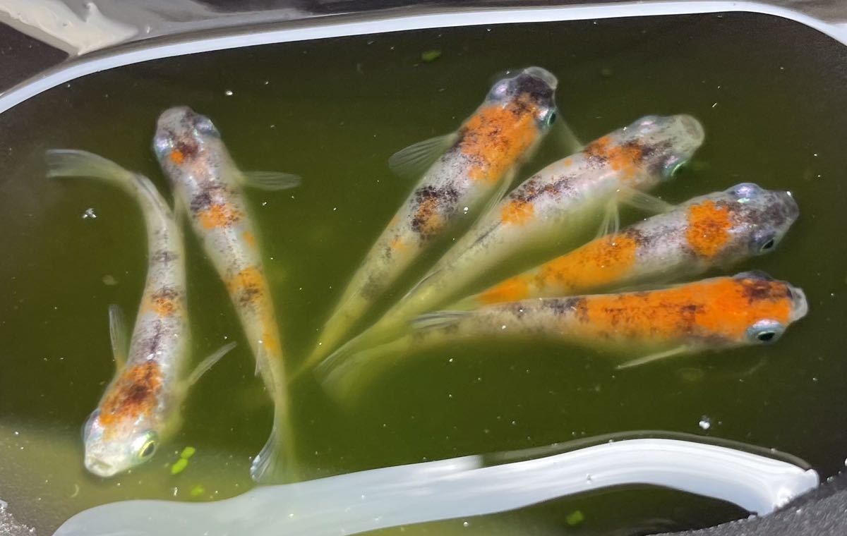 初心者おすすめ マニュアル付き 雲州三色メダカの卵35個 A メダカ めだか 卵 ー めだか 売買されたオークション情報 Yahooの商品情報をアーカイブ公開 オークファン Aucfan Com